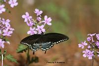Spicebush Swallowtail 8